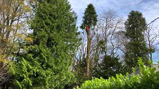 REMOVING A WESTERN RED CEDAR TREE [upl. by Deeyn]