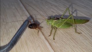 Kobylka zelená žere švába přímo z ruky  Tettigonia viridissima the great green bushcricket  feed [upl. by Essirahc]