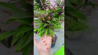 Cordyline plant indoor hai ya outdoor  indoorplants outdoorplants garden plantlove plantgoals [upl. by Sikorski]