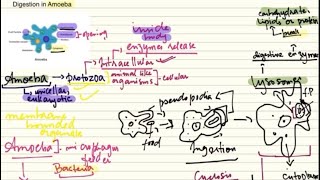 Digestion in Amoeba by Holozoic Nutrition Steps Biology Grade 11 [upl. by Eilyab]