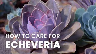 BEST TIPS  HOW TO GROW AND CARE FOR ECHEVERIA PLANT [upl. by Meri100]