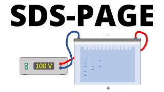 SDSPAGE explained  Protein Separation Technique [upl. by Lokim]