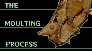 The complete moulting process of Extatosoma tiaratum [upl. by Tarah]