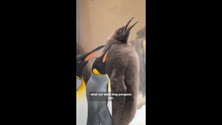 Big baby penguin chick breaks records at Melbourne Aquarium [upl. by Suchta]