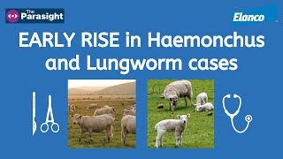 Lungworm in cattle and Haemonchus in sheep [upl. by Eiuqnimod]