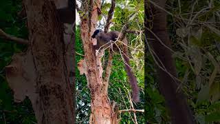 Lemur Chewing on a Tree  Madagascar [upl. by Mizuki]