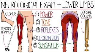 Neurological Examination of the Lower Limbs [upl. by Alyhc]