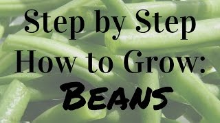 How to Grow Beans plant care for amp harvest [upl. by Africa]