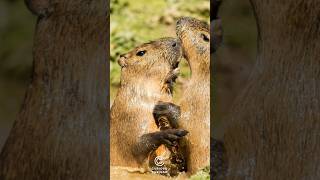 5 Curiosidades sobre los Capybara datoscuriosos animales sabiasque curiosidades tendencias [upl. by Akemahs267]