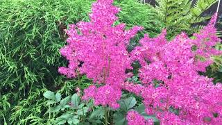 Astilbe Japonica  In Blooms  early July 2020 [upl. by Ydde972]