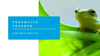 Frogwatch Program  How Frogs Breathe [upl. by Dill]