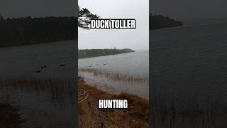 DOG REALLY WANTED THIS BIRD  DUCK HUNTING  shorts hunting duckhunting waterfowl toller [upl. by Nyleuqaj316]