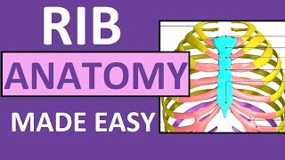 Rib Anatomy  True Ribs False Ribs Floating Ribs  Typical vs Atypical Ribs [upl. by Irej]