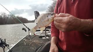 Rob and Tom escambia river mystic springs shell cracker slab [upl. by Ezirtaeb313]