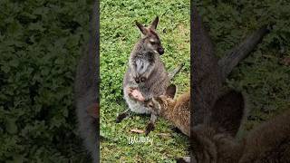 Mother Wallaby protects Baby shorts wallaby joey [upl. by Sualkcin257]