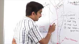 Anatomy of Anterior Lateral Medial side of leg and dorsum of foot  DrGBhanu Prakash [upl. by Neelie]