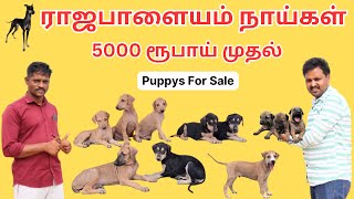 ராஜபாளையம் நாட்டு நாய்கள் 🐕  Kanni Chippiparai Kombai  Native Breeds 😍😍 [upl. by Hayes]