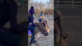 Shetland pony grand national race training in full swing for Harlow and Cloudy 😍 [upl. by Safir983]