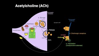 Acetylcholine ACh [upl. by Airetnuhs]