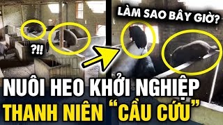 Xây chuồng NUÔI HEO KHỞI NGHIỆP thanh niên CẦU CỨU dân mạng vì heo nhà mình NÓ LẠ LẮM  Tin 3 Phút [upl. by Enyleve]