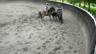 Jane Stillwater Chilean cowboys chasing a cow sideways [upl. by Lifton693]