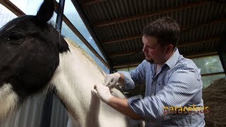 TierheilpraktikerAusbildung bei den Paracelsus Schulen [upl. by Ferdie]