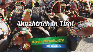 Almabtrieb in Tirol  Westendorf [upl. by Concordia]