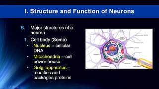 Cog Neuro Lecture 2  Neurons [upl. by Ecnahoy204]