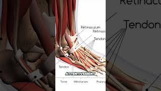 Ces tissus MÉCONNUS du pied qui peuvent causer de la douleur [upl. by Aniahs]