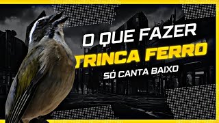 TRINCAFERRO CANTANDO BAIXO AGORA TEMOS A SOLUÇÃO [upl. by Yesmar]