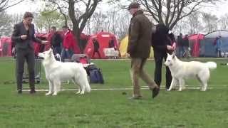 20150425 DKK Int Dog Show White Swiss Shepherd [upl. by Volin]