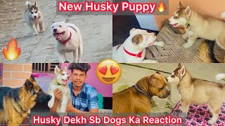 Husky Puppy Ki Entry Hui Ghar😍Sb Dogs Ka Reaction Husky Puppy Dekh🔥 [upl. by Onavlis251]