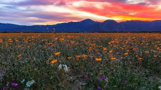 Anza Borrego Desert State Park Wildflowers Super Bloom 2017 Time Lapse [upl. by Ratcliffe]