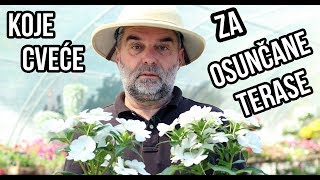 Izbor cveća za osunčane terase [upl. by Handler764]