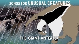 Giant Anteater  Songs for Unusual Creatures  PBS Digital Studios [upl. by Dirrej]