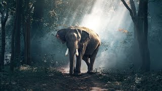 The Elephant Song for Children  Learn about Elephants  Animal songs for kids [upl. by Jarin626]