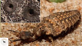 Antlion The Fascinating Sand Dwellers [upl. by Meunier]