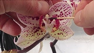 Orchid pollination  How to Hand pollinate Phalaenopsis Orchid flowers in the Greenhouse part 1 [upl. by Herodias]