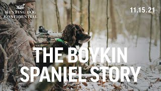 Boykin Spaniel History  Turkey Hunting with a Dog [upl. by Able]