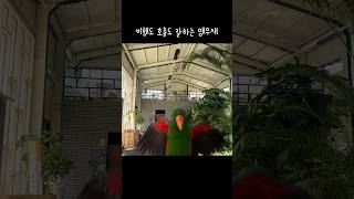 지구젤리 비행 호출 잘하는 앵무새들  못하는게 뭐야  오랜만에 비행영상  eclectus parrot free flight [upl. by Aizahs235]