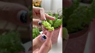 Propagate your favorite Sedums in water 💦 succulentsbox succulent sedum waterpropagation shorts [upl. by Stace]