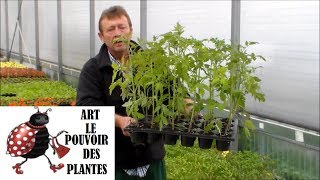 Chaine tv de JardinageSemis de tomatesentretientaillearrosageComment faire un semis de tomates [upl. by Acinoev]