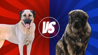 Kangal vs Pastor Caucásico 🐶 Razas mas Fieles 👊 Quién gana la Comparación [upl. by Fredette649]