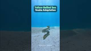 Yellow Bellied Sea Snake Adaptation [upl. by Llert]