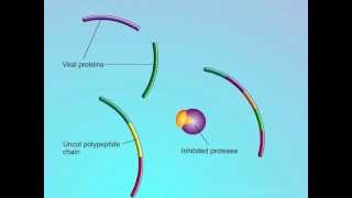 HIV Mechanisms of Action of Protease Inhibitors PIs [upl. by Langill357]