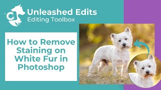 How to Remove Staining on White Fur in Photoshop [upl. by Jaf]