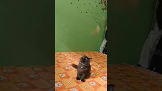 Ekai khelche maiza  cat lover cute cat  youtube shorts [upl. by Ahsiemal]