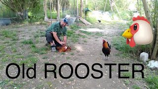 How to Introduce the new Hens to the old Rooster [upl. by Suoivatnod653]