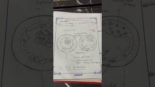 To study TS of blastula by permanent slide class 12 biology practical [upl. by Alael]