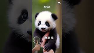 🐼Bamboo Panda🐼 factsdastan dastan facts trending viral Shorts panda funny ytshorts 🐼🤣 [upl. by Alroy]